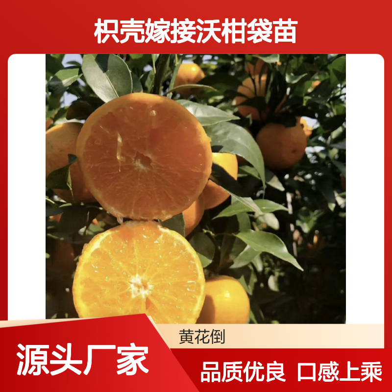 枳壳嫁接沃柑袋苗 抗旱口感好 长势旺盛 挂果力强