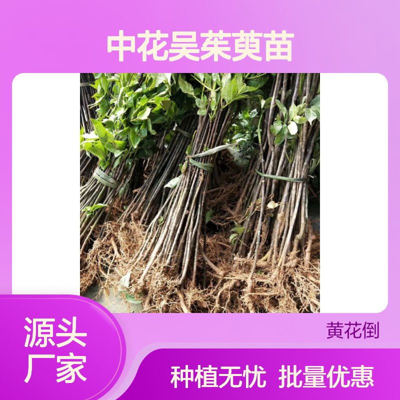 中花吴茱萸苗 百亩主产区直供 品质优良 成活率高
