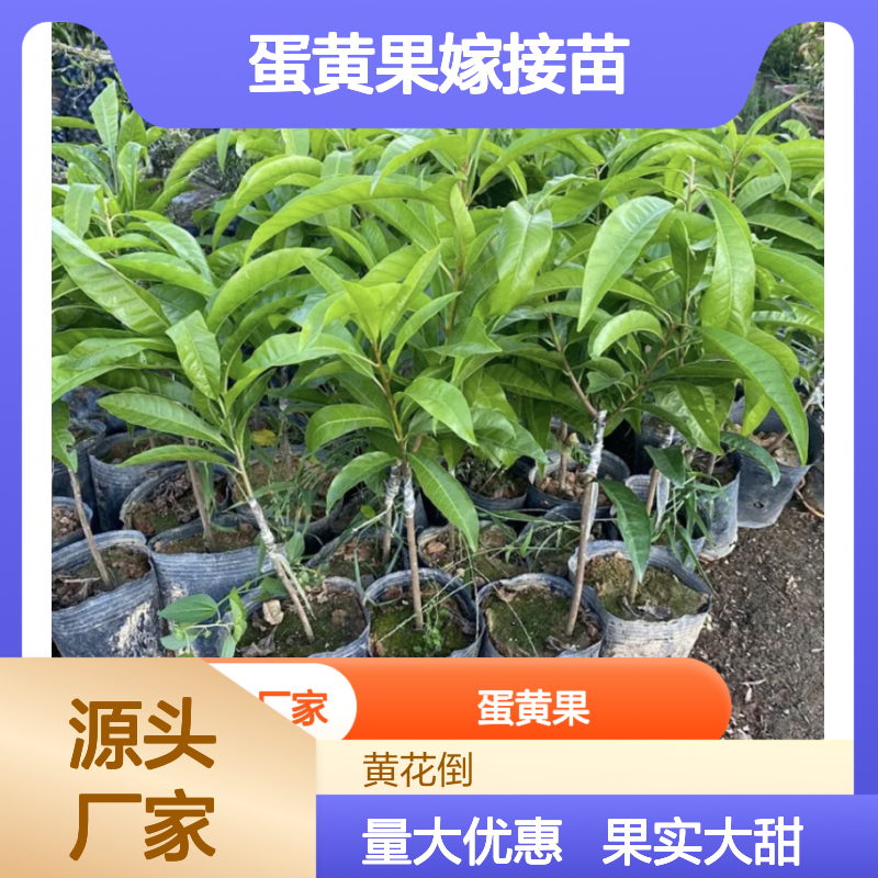 耀堂仙桃树苗 蛋黄果嫁接苗 果实大甜度高 肉质柔软