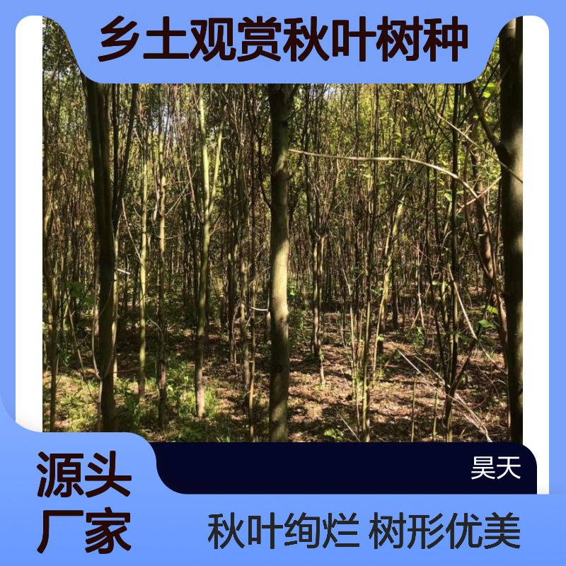 米径5-8公分青榨槭苗木 乡土观赏秋叶树种 树杆植根须完整