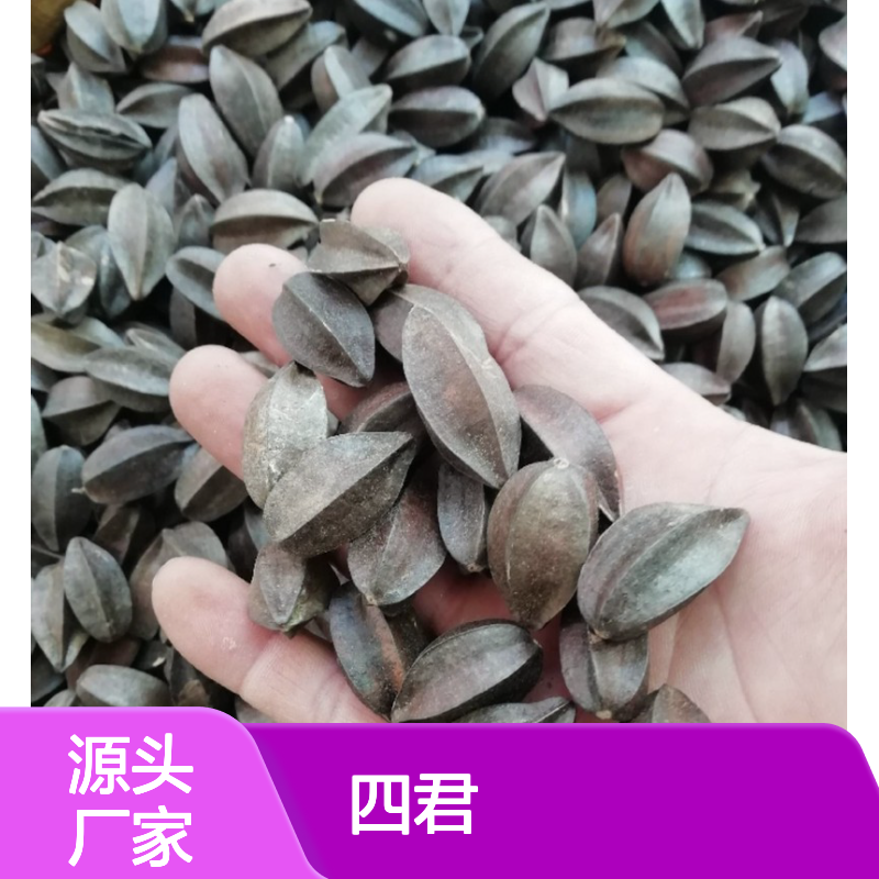 农户直供四君子种苗 多年生根系发达成活高规格齐全