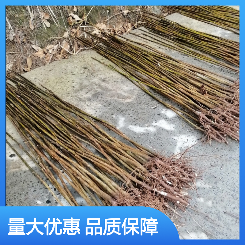 精选油桐苗 造林优选 品种纯正 成活率高 批量供应