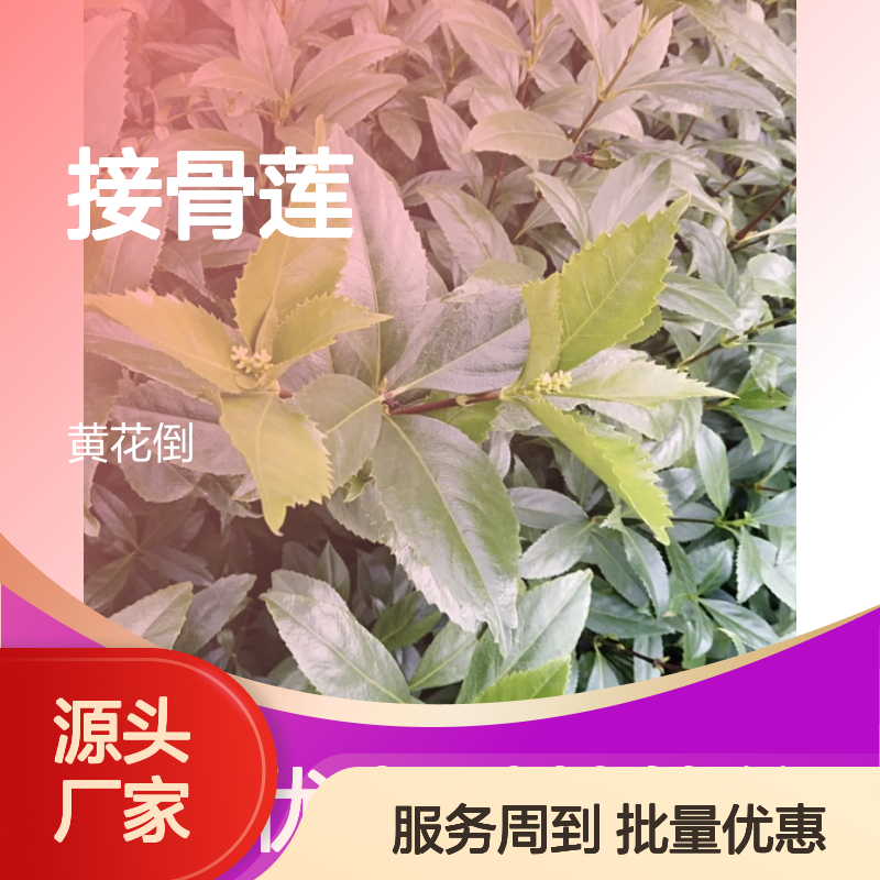 接骨莲种苗 扦插易活 常绿亚灌木 技术成熟 品质保证