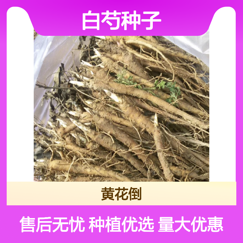 当年新采白芍种子 中药材种植优选 技术成熟 指导免费