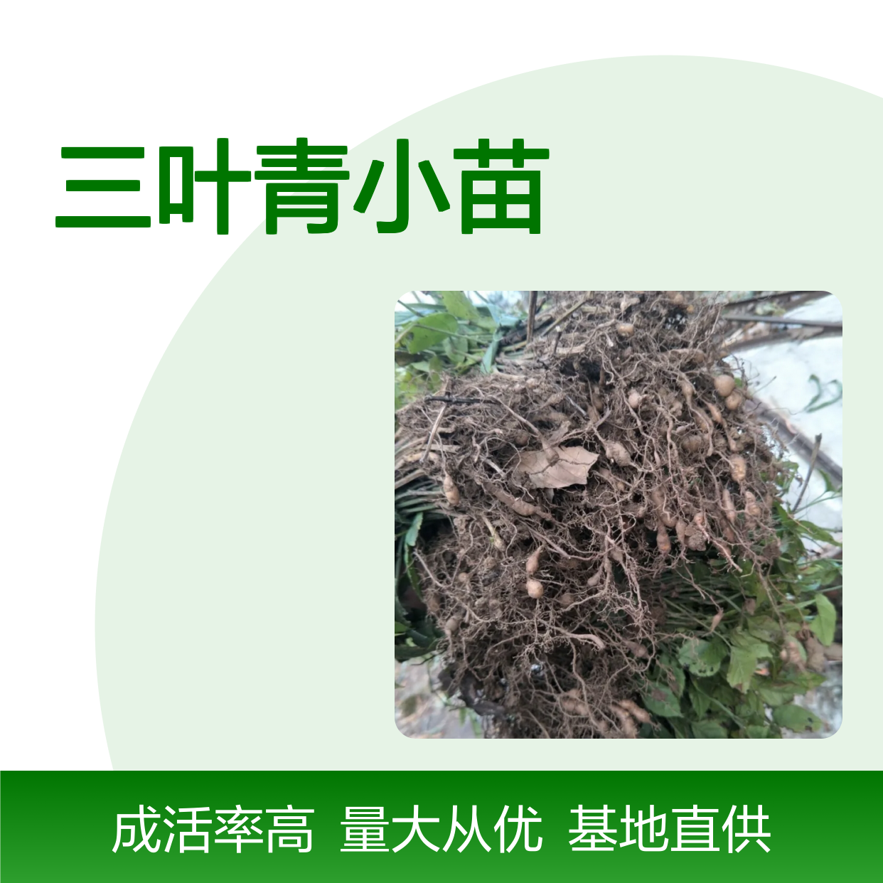 三叶青小苗基地直供 扦插繁殖易成活 健壮生长