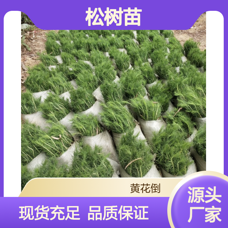 松树苗供应 园林种植 现货发售 技术指导 易于成活