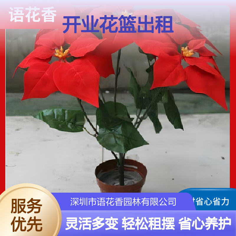 开业花篮出租 绿植盆栽组合租赁 免费养护 省时省心省力