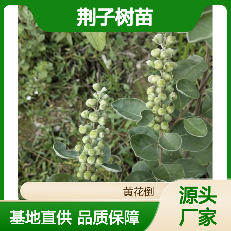 荆子树苗百亩种植 批发供应 落叶灌木 药食同源