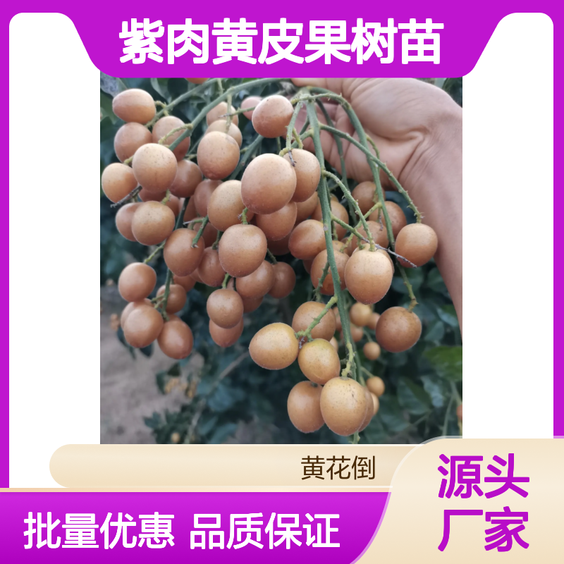 紫肉黄皮果树苗 椭圆形果形 甜带酸 嫁接成活高