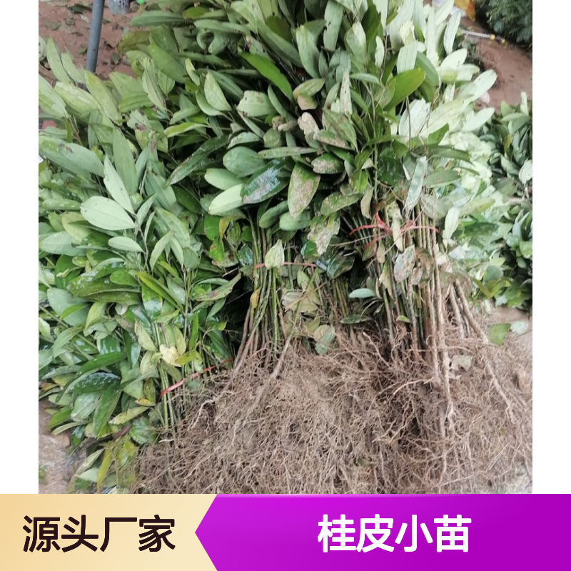 精选桂皮小苗 种植基地出品 园林植物优选 批量供应