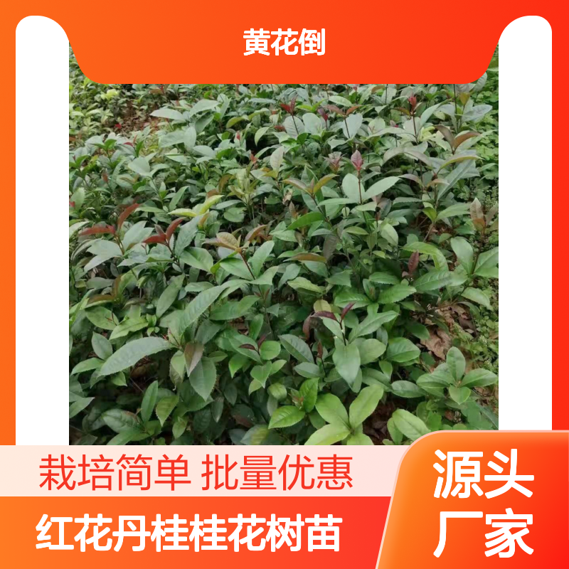 红花丹桂桂花树苗 四季桂阳台栽培优选 适应性强