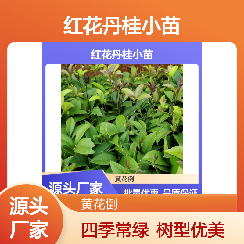 红花丹桂小苗 四季桂品种 批发供应 树型优美 生长旺盛