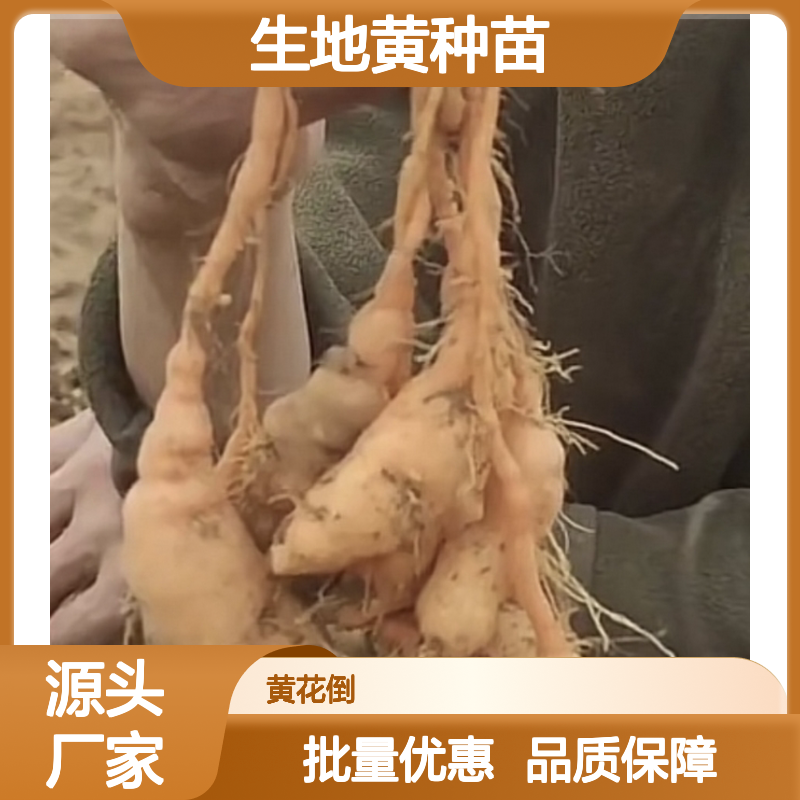 生地黄种苗 批发供应 园林植物 品质优良 栽培简单