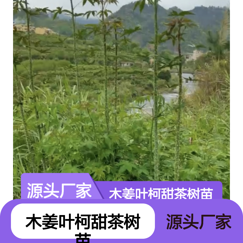 木姜叶柯甜茶树苗 种植园直供批发 适应性强 易于移栽