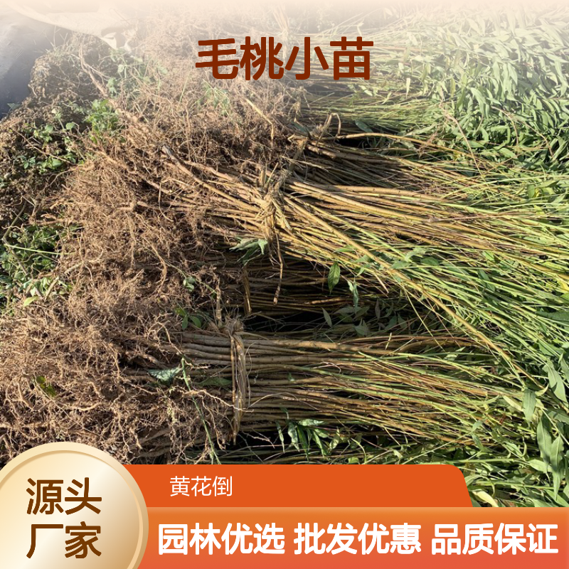 毛桃小苗供应 桃树苗批发 园林绿化果树 栽培技术易