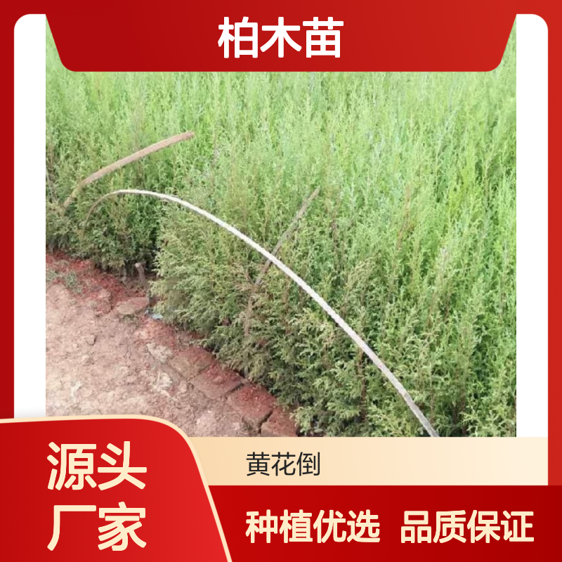 优质柏木苗 园林绿化观赏佳选 叶色奇特 适应性强