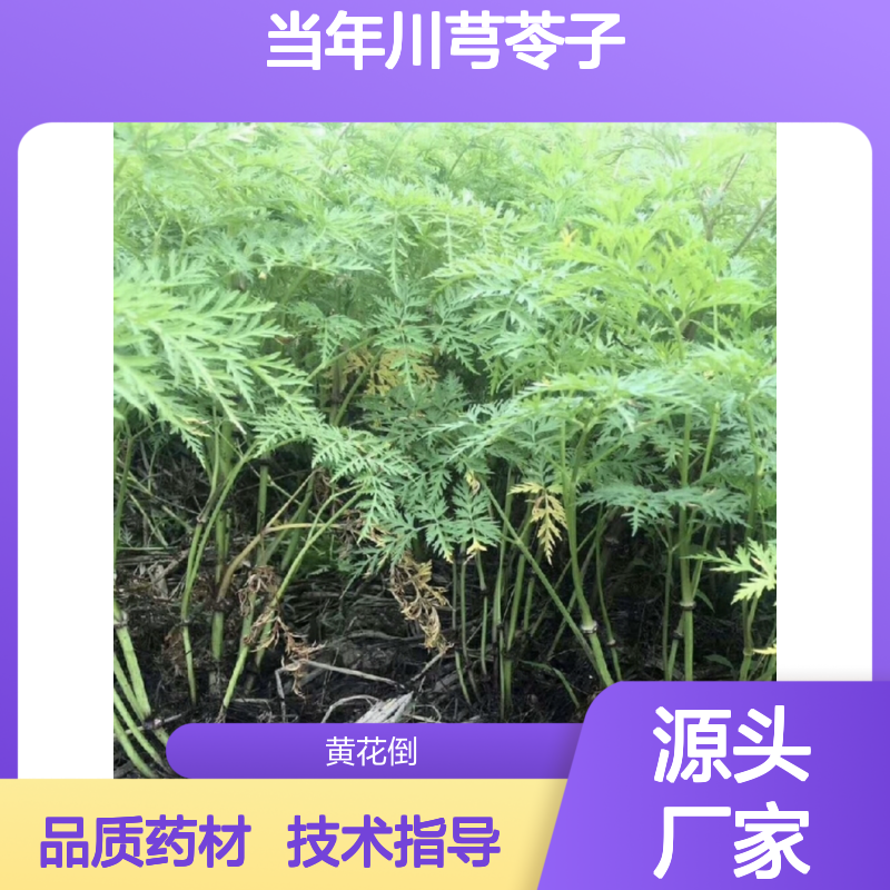 新采收当年川芎苓子 产地直供草本药材 技术指导