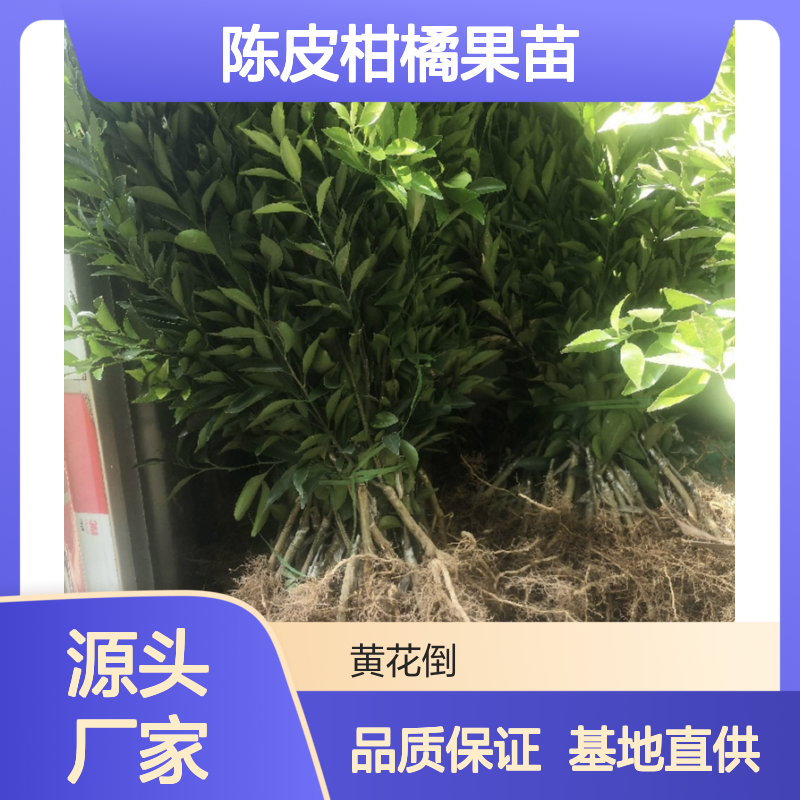 广陈陈皮柑橘果苗 批发基地直供 嫁接繁育 甜中带酸