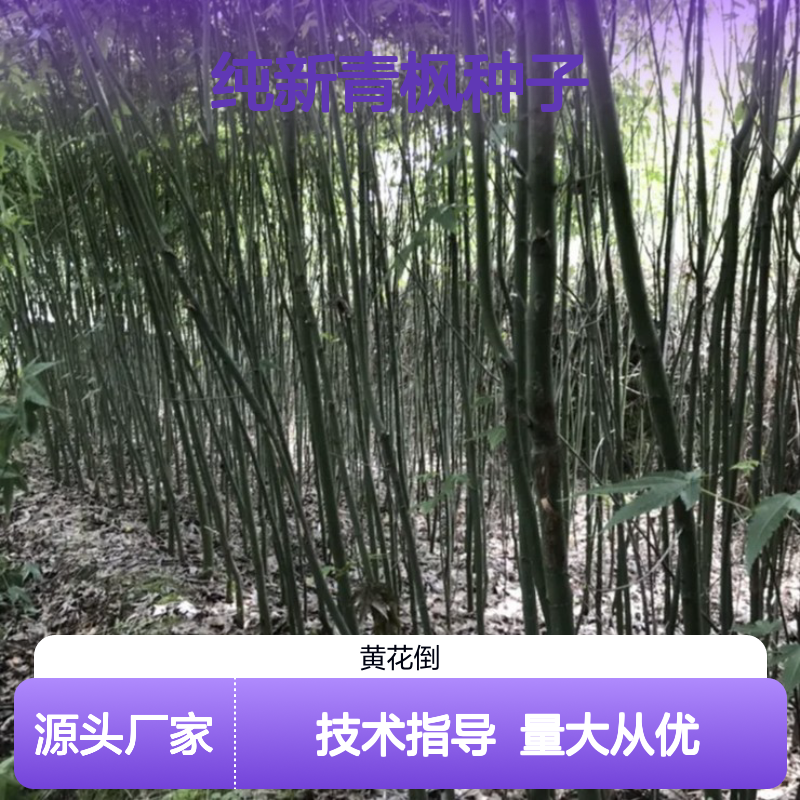 当年纯新青枫种子 园林绿化优选 叶形美观 色艳如花