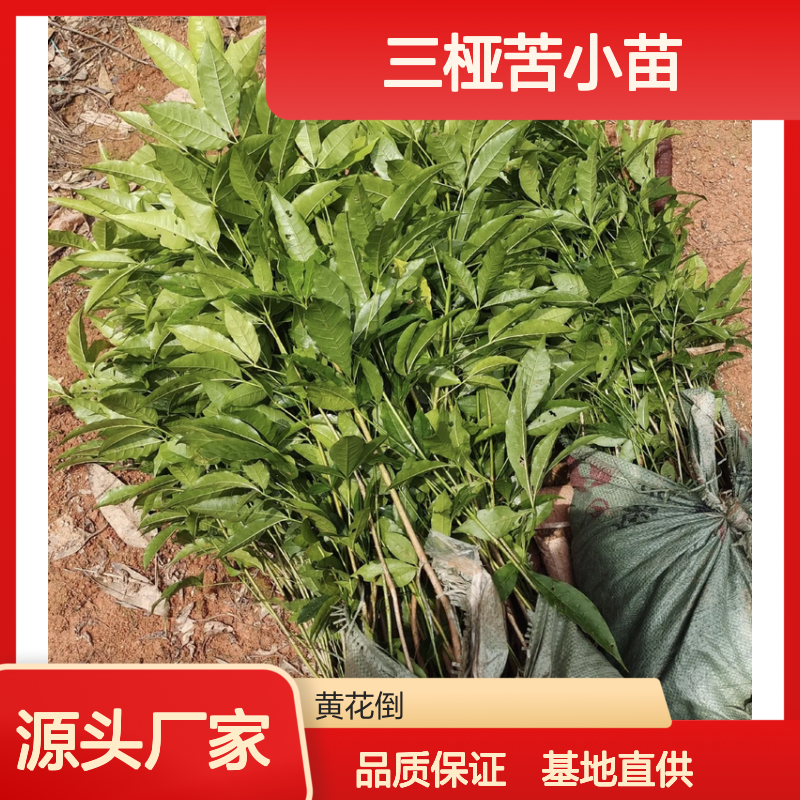 三桠苦小苗 批发供应 园林优选 枝繁叶茂 生长迅速