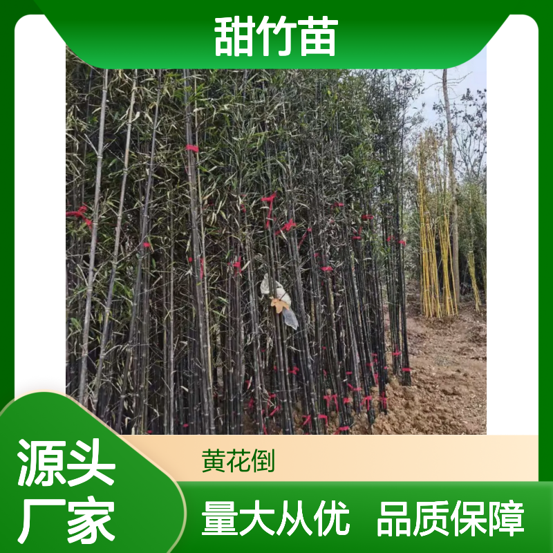 甜竹苗基地直供 园林绿化优选 成活率高 生长迅速