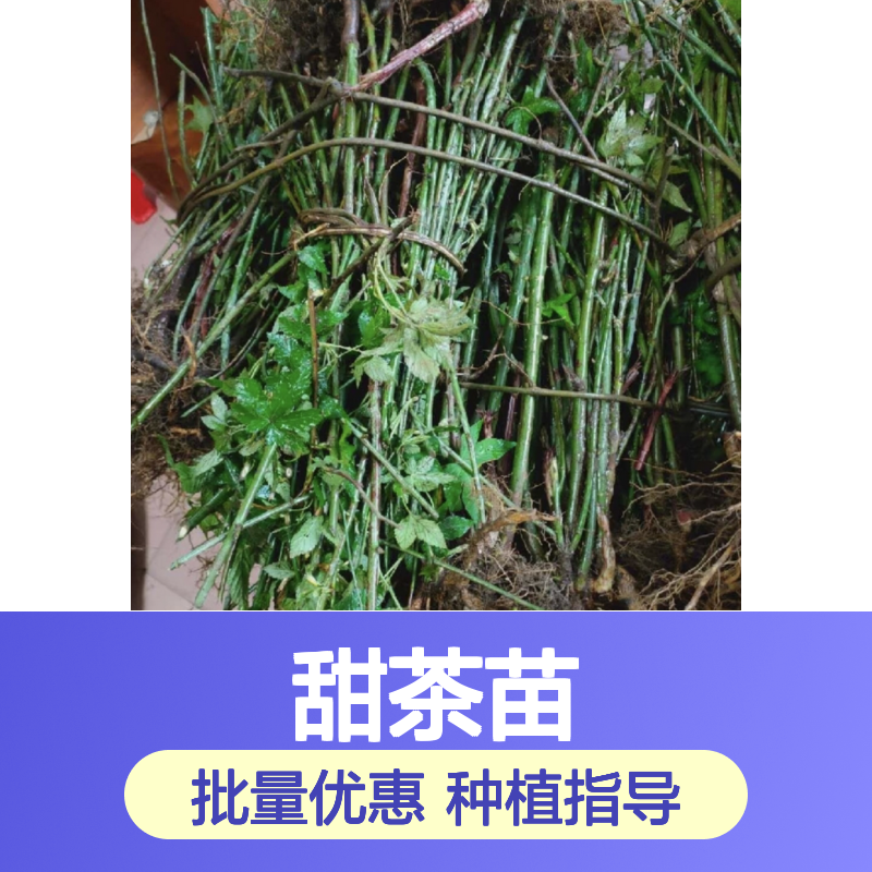 精选甜茶苗 批发种植园专用 成活率高 根段优良