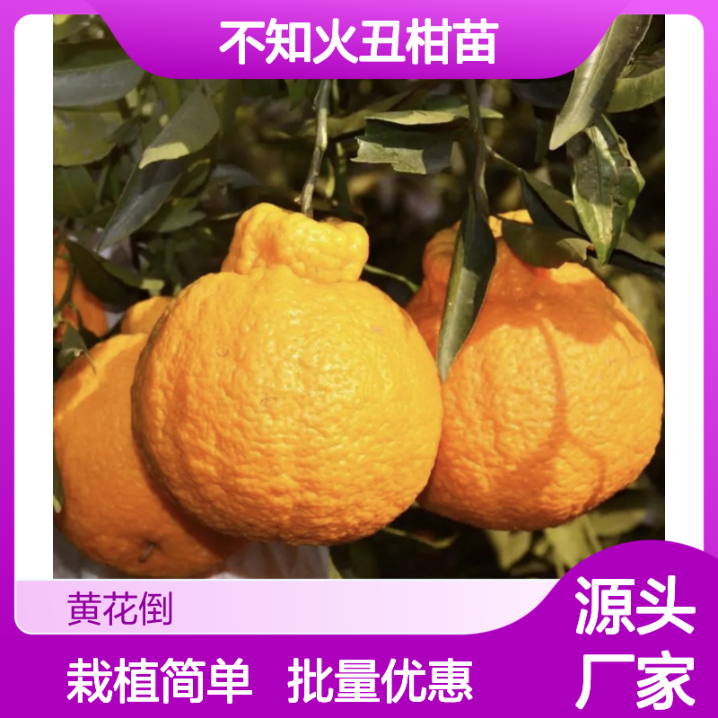 不知火丑柑苗 优质果树苗木 栽植简单 管理方便