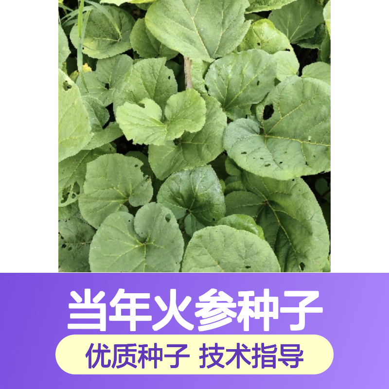 新采收当年火参种子 苗木合作社自营免费技术指导
