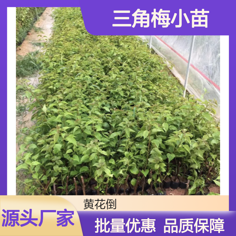 三角梅小苗批发 园林常绿灌木 生长迅速 易于修剪