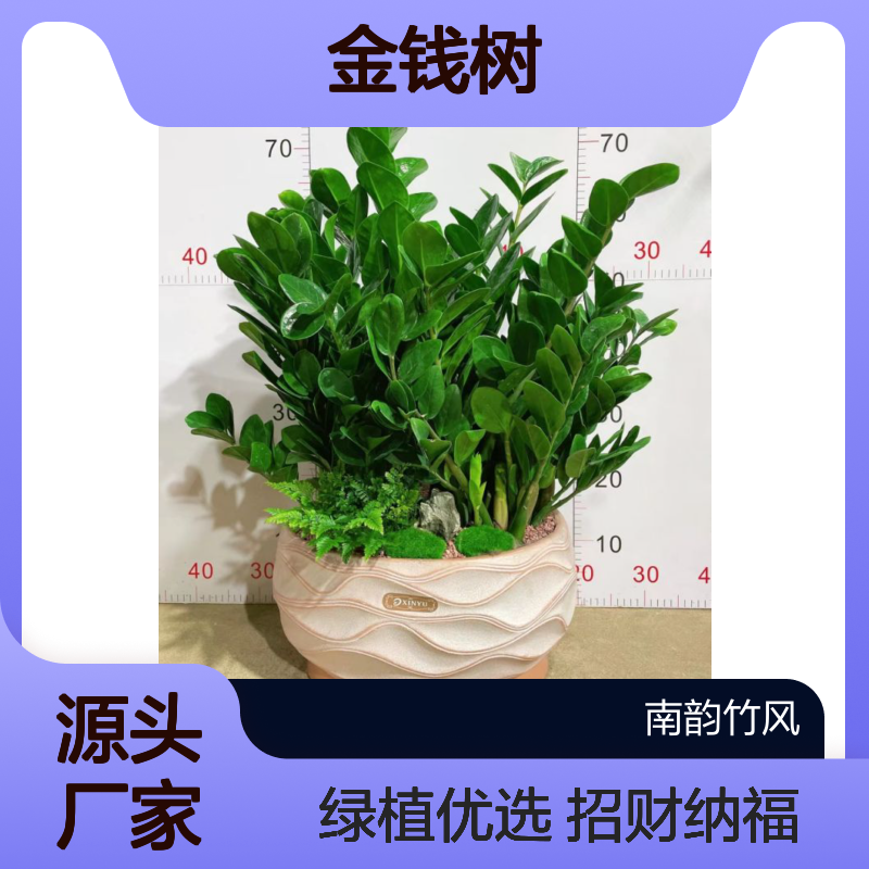 金钱树 工业区绿植租摆常见品种 寓意财源广进 公司开业优选