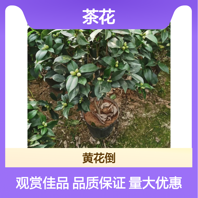 茶花种植区 优质茶花苗 批发供应 扦插易活 盆景佳材