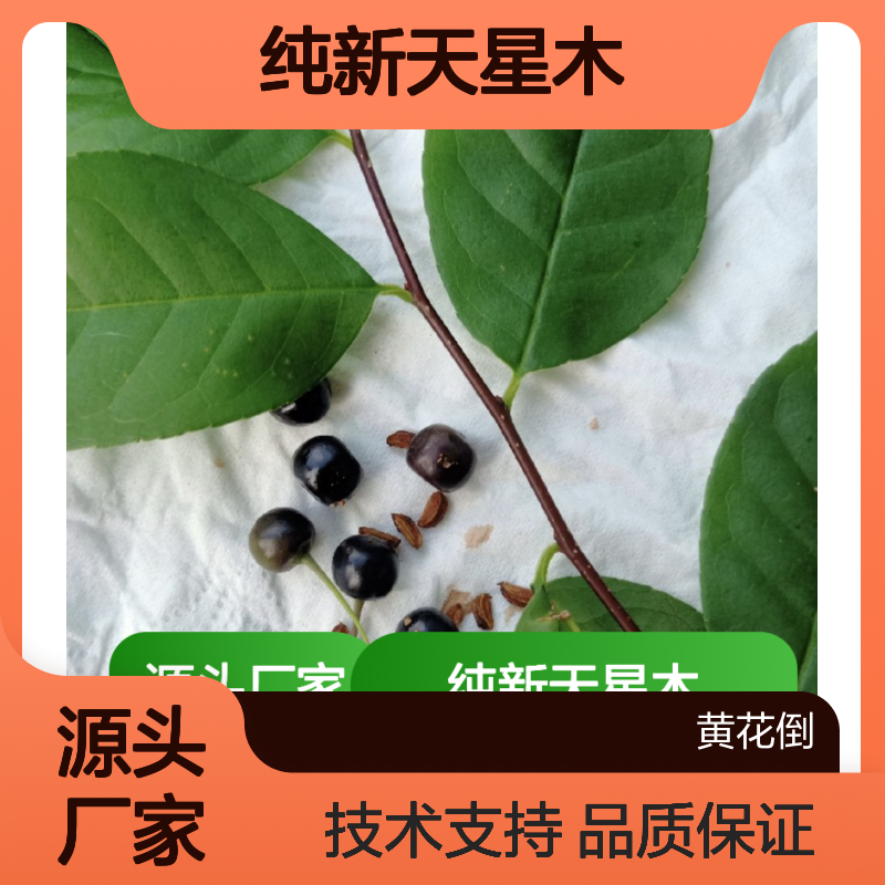 纯新天星木种子 山坡疏林适用 免费指导 广泛分布