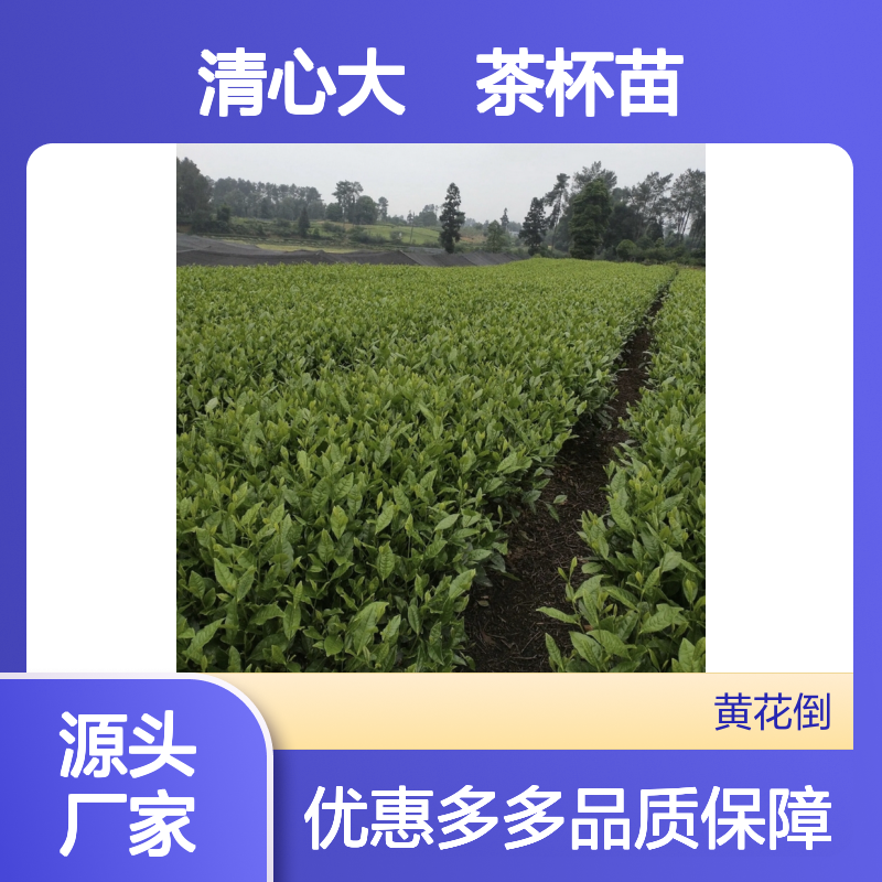 产地直供清心大冇茶杯苗 多年生根系发达成活高规格齐全