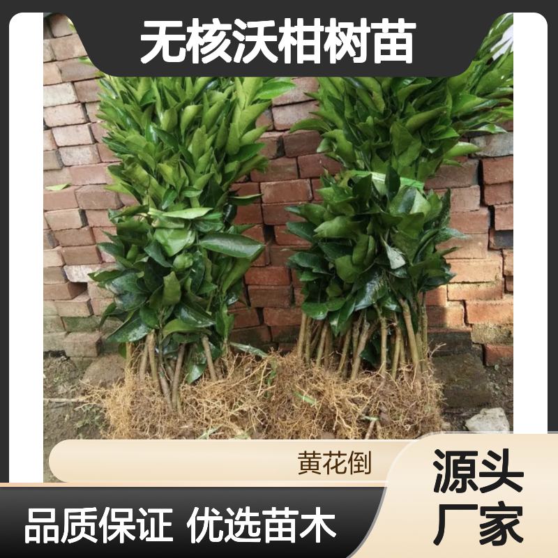 091无核沃柑树苗 批发果树苗木 挂果强 长势旺盛