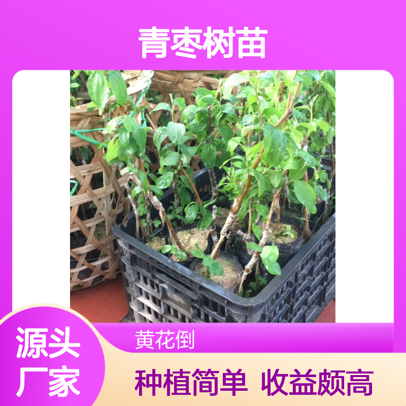 产地批发青枣树苗 种植收益好荒山农田均可种植