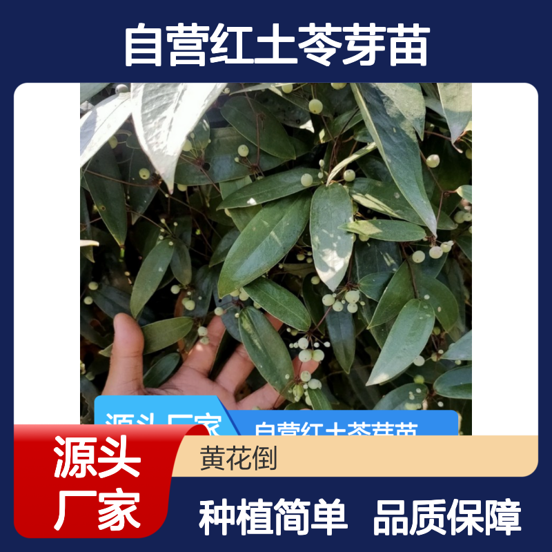 苗木合作社自营红土苓芽苗 种植成本低可控 荒山农田均可种植