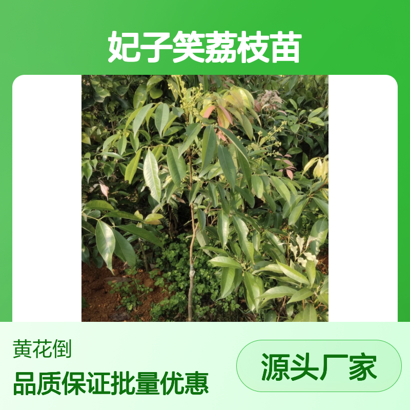 妃子笑荔枝苗 百亩主产区直供 品质优良 口感香美