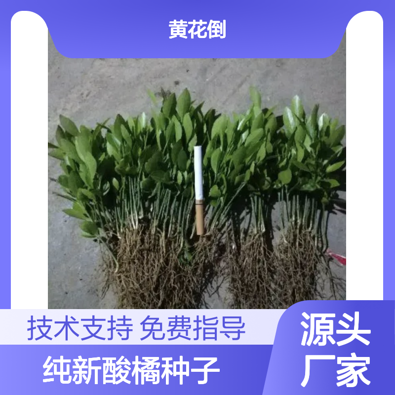 当年纯新酸橘种子 苗木合作社自营免费技术指导