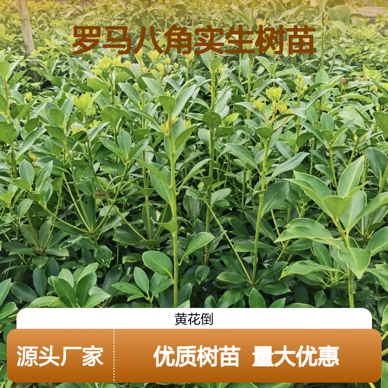 产地批发罗马八角实生树苗 多年生根系发达 成活高规格齐全