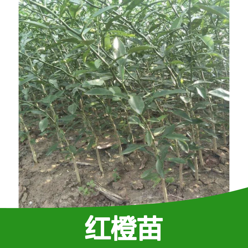 红橙苗批发 园艺种植 品种优良 生长旺盛 果色鲜艳