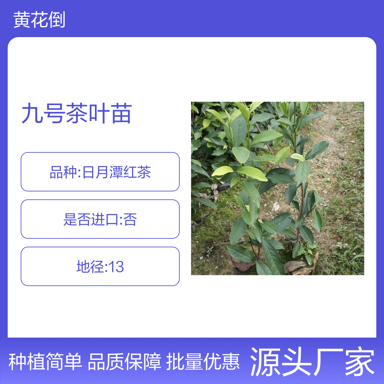福选九号茶叶苗 批发常绿灌木茶苗 品质优良 生长迅速