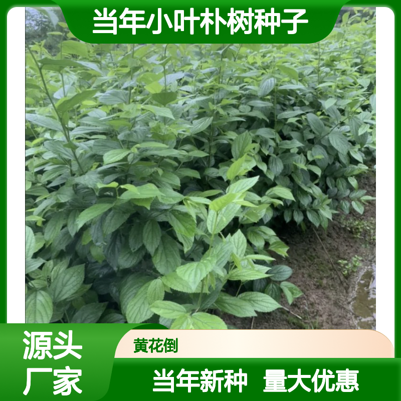 新采收当年小叶朴树种子 苗木合作社自营免费技术指导