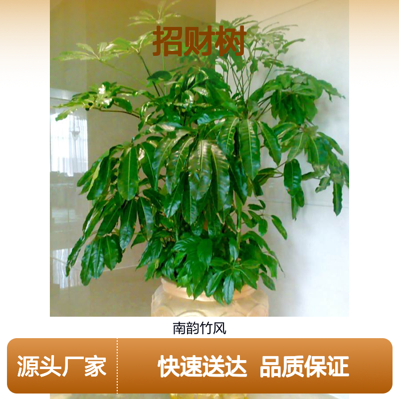 招财树的品种 保罗网红植物品种 实体花店2小时送达 南韵竹风