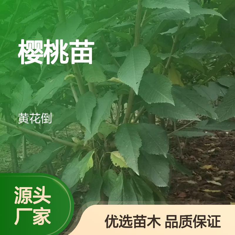 精选樱桃苗 批发供应 垂丝樱桃味甜肉细 果色鲜艳