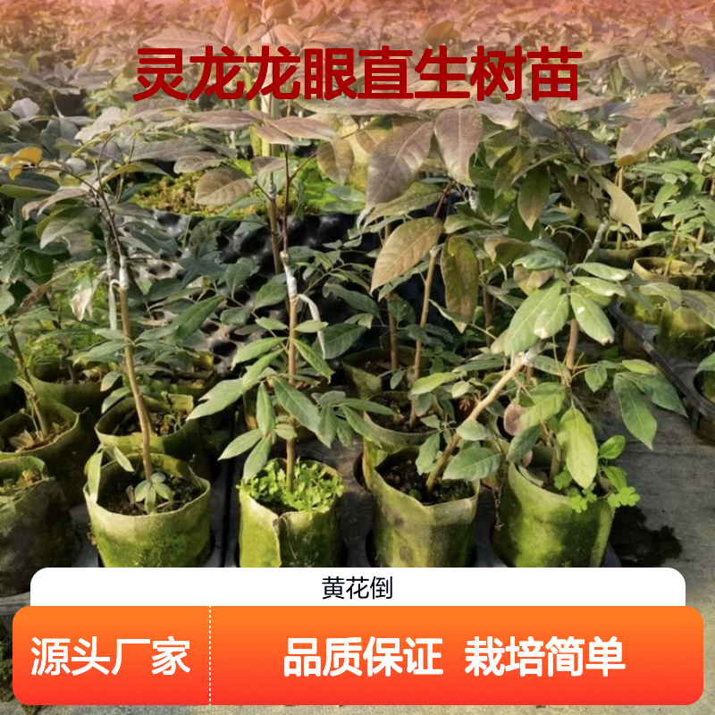 灵龙龙眼直生树苗 多年生根系发达高成活 规格齐全