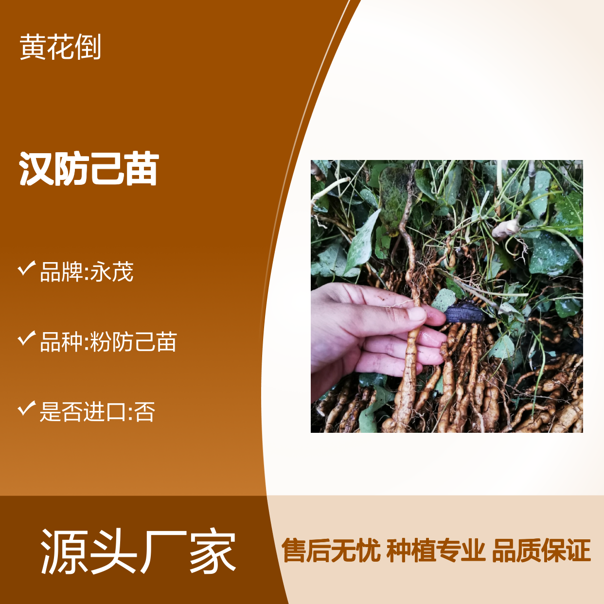 汉防己苗基地直供 种植主产区优质苗 易于繁殖