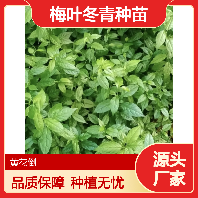 梅叶冬青种苗 荒山农田皆宜 种植收益佳 适应性强