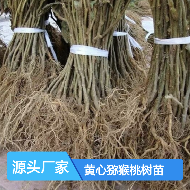 黄心猕猴桃树苗 批发种植优选 生长旺盛 果实鲜美