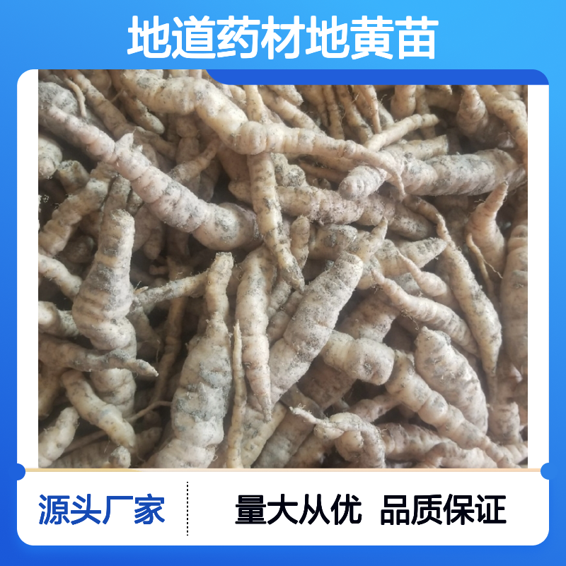 地黄苗批发 地道药材 基地直供 根茎粗壮 品质优良
