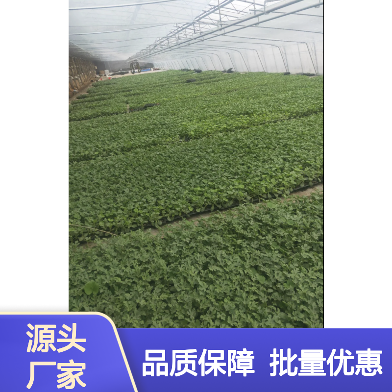 雪峰花皮无籽苗 西瓜种植优选 抗病性强 清脆爽口